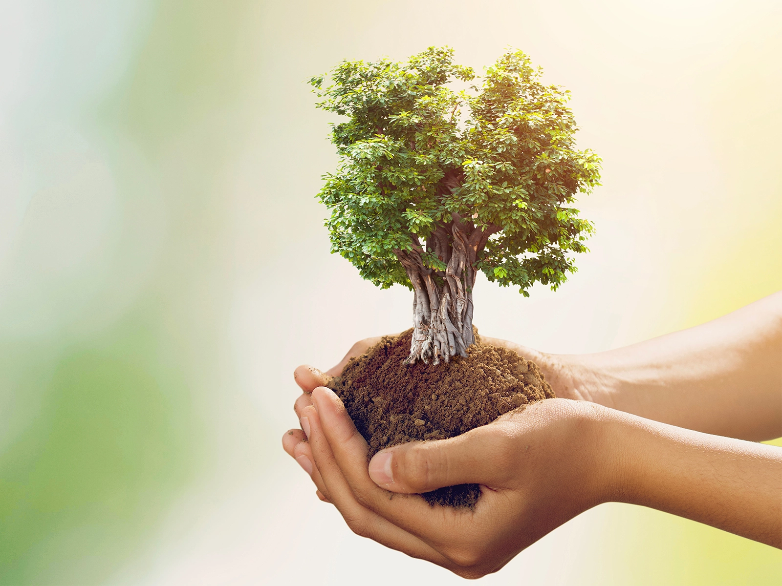 Deux mains qui tiennent de la terre et un arbre avec un grand feuillage vert